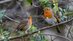 Bird Watching for Seniors
