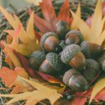acorn with leaves photo gallery part 2