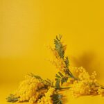 cinamon-plants-aesthetic-photo-shot