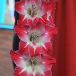 gladiolus-flower-photo-composition